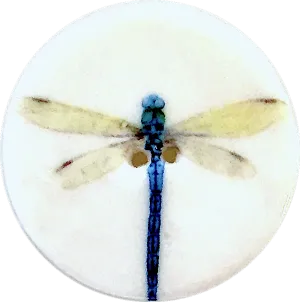 Dragonfly Large 1-1/2" Porcelain Button