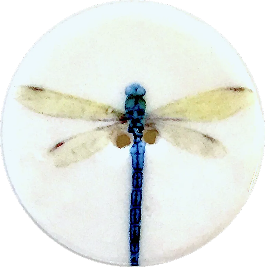 Dragonfly Large 1-1/2" Porcelain Button